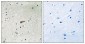 Phospho-FRS2 (Tyr436) Rabbit pAb ABZ4349