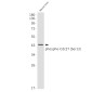 Phospho-CDC37 (Ser13) Rabbit mAb ABZ4353