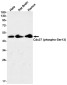 Phospho-CDC37 (Ser13) Rabbit mAb ABZ4353