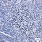 Phospho-NRF2 (Ser40) Rabbit mAb ABZ4355