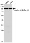 Phospho-NRF2 (Ser40) Rabbit mAb ABZ4355