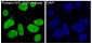Phospho-NRF2 (Ser40) Rabbit mAb ABZ4356