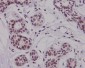 Phospho-NRF2 (Ser40) Rabbit mAb ABZ4356