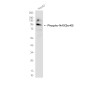 Phospho-NRF2 (Ser40) Rabbit mAb ABZ4356
