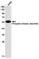 Phospho-Smad2 (Ser255) Rabbit mAb ABZ4358
