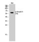 Phospho-Smad2/3 (Thr8) Rabbit pAb ABZ4360