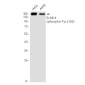 Phospho-ErbB 4 (Tyr1162) Rabbit mAb ABZ4362