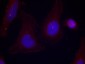 Phospho-PTK2B (Tyr402) Rabbit pAb ABZ4364
