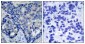 Phospho-PTK2B (Tyr402) Rabbit pAb ABZ4364