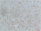Phospho-CaMKII (Thr287) (3G9) Mouse mAb ABZ4365