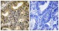Phospho-4E BP1 (Thr70) Rabbit pAb ABZ4366