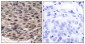 Phospho-4E BP1 (Thr37) Rabbit pAb ABZ4367