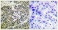 Phospho-AMPK alpha 1/2 (Thr183/Thr172) Rabbit pAb ABZ4369