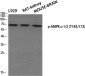 Phospho-AMPK alpha 1/2 (Thr183/Thr172) Rabbit pAb ABZ4369