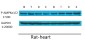 Phospho-AMPK alpha 1/2 (Thr183/Thr172) Rabbit pAb ABZ4369