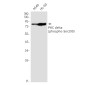 Phospho-PKC delta (Ser299) Rabbit mAb ABZ4372