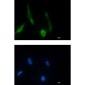 Phospho-MEK1 (Ser298) Rabbit mAb ABZ4376