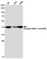 Phospho-MEK1 (Ser298) Rabbit mAb ABZ4376