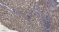 Phospho-PKC epsilon (Ser729) Rabbit pAb ABZ4378
