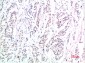 Phospho-Smad3 (Ser425) (7H6) Mouse mAb ABZ4381