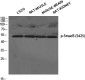 Phospho-Smad3 (Ser425) Rabbit pAb ABZ4382