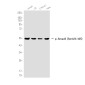 Phospho-Smad3 (Ser423/425) Rabbit mAb ABZ4383