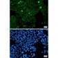 Phospho-Histone H3 (Ser28) Rabbit mAb ABZ4384