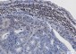 Phospho-Histone H3 (Ser28) Rabbit mAb ABZ4384