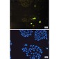 Phospho-Histone H3 (Thr3) Rabbit mAb ABZ4385