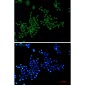 Phospho-Histone H3 (Ser10/Thr11) Rabbit mAb ABZ4386
