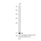 Phospho-Histone H3 (Ser10/Thr11) Rabbit mAb ABZ4386