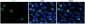 Phospho-Histone H3 (Ser10) Rabbit pAb ABZ4387
