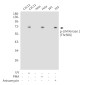 Phospho-LIM Kinase 1 (Thr508) Rabbit pAb ABZ4389