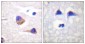 Phospho-JAK3 (Tyr785) Rabbit pAb ABZ4390