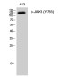 Phospho-JAK3 (Tyr785) Rabbit pAb ABZ4390