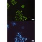 Phospho-GSK3 beta (Ser9) Rabbit mAb ABZ4392