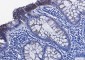 Phospho-GSK3 beta (Ser9) Rabbit mAb ABZ4392