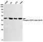 Phospho-GSK3 beta (Ser9) Rabbit mAb ABZ4392