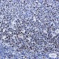 Phospho-MCM2 (Ser41) Rabbit mAb ABZ4394