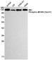Phospho-MCM2 (Ser41) Rabbit mAb ABZ4394