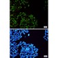 Phospho-MCM2 (Ser108) Rabbit mAb ABZ4395