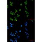 Phospho-MCM2 (Ser27) Rabbit mAb ABZ4396