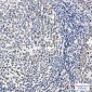 Phospho-MCM2 (Ser27) Rabbit mAb ABZ4396