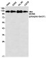 Phospho-MCM2 (Ser27) Rabbit mAb ABZ4396