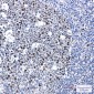 Phospho-MCM2 (Ser40) Rabbit mAb ABZ4397