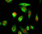 Phospho-YAP1 (Ser127) Rabbit pAb ABZ4398