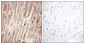 Phospho-YAP1 (Ser127) Rabbit pAb ABZ4398