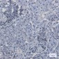 Phospho-p27 KIP 1 (Ser10) Rabbit mAb ABZ4400