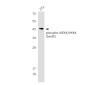 Phospho-MEK4 (Ser80) Rabbit mAb ABZ4401