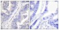 Phospho-Syk (Tyr348) Rabbit pAb ABZ4405